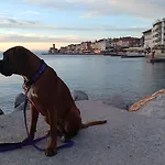 Vela